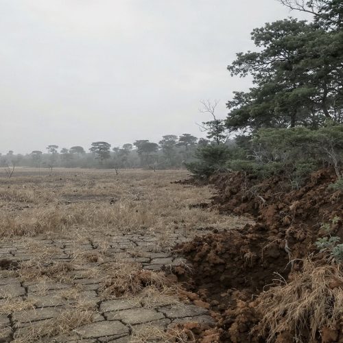 Recuperação de Áreas Degradadas: Guia Completo Para Entender Tipos de Degradação e Técnicas de Recuperação