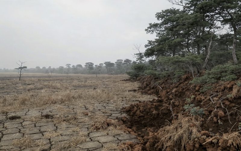 Recuperação de Áreas Degradadas: Guia Completo Para Entender Tipos de Degradação e Técnicas de Recuperação