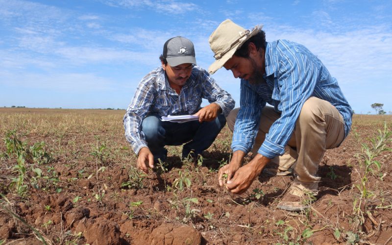 Como o Cerrado se Tornou uma Potência Agrícola: A Revolução que Mudou o Agro Brasileiro
