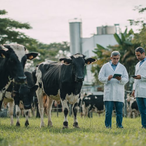 Pecuária de Leite de Baixo Carbono: Embrapa Define Práticas Que Reduzem Emissões e Aumentam a Eficiência no Campo