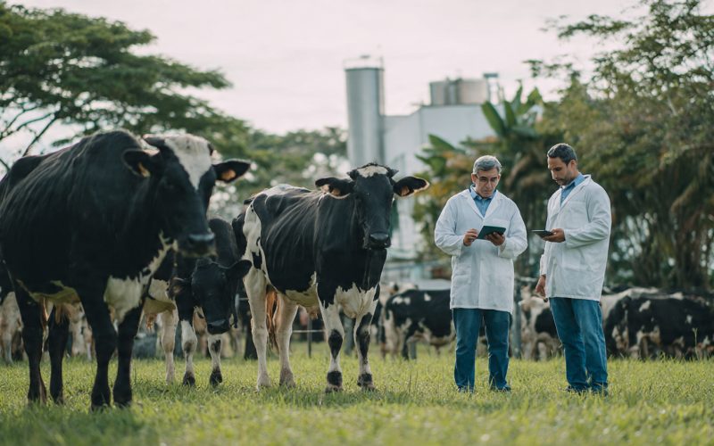 Pecuária de Leite de Baixo Carbono: Embrapa Define Práticas Que Reduzem Emissões e Aumentam a Eficiência no Campo
