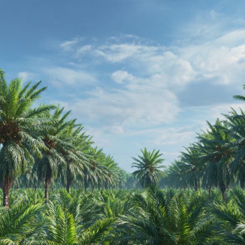 Macaúba: o “Petróleo Verde” dos Bioativos que Pode Revolucionar o Agro Brasileiro