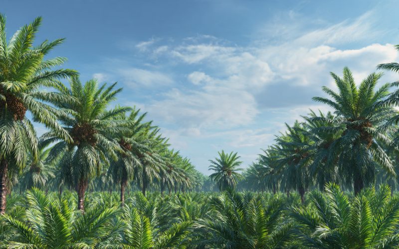 Macaúba: o “Petróleo Verde” dos Bioativos que Pode Revolucionar o Agro Brasileiro