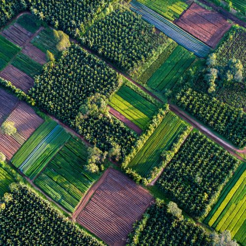 Certificação Sustentável no Agronegócio: Como Transformar Exigências Ambientais em Lucro e Acesso a Mercados Premium
