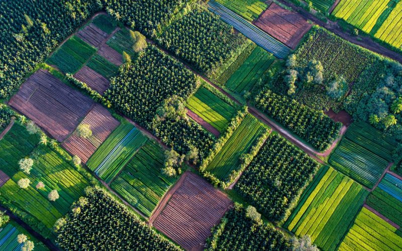 Certificação Sustentável no Agronegócio: Como Transformar Exigências Ambientais em Lucro e Acesso a Mercados Premium