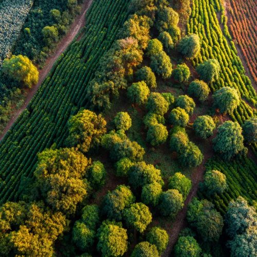 Cooperativismo no Agronegócio: Como Pequenos Produtores Estão Aumentando Lucros e Ganhando Poder de Mercado