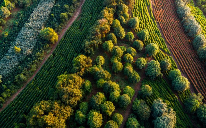 Cooperativismo no Agronegócio: Como Pequenos Produtores Estão Aumentando Lucros e Ganhando Poder de Mercado