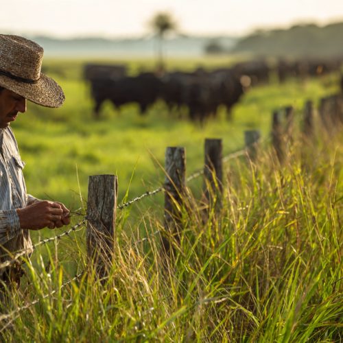 Sistema de Pastejo Ultradenso: O Que É, Como Funciona e Por Que Ele Pode Revolucionar Sua Pecuária