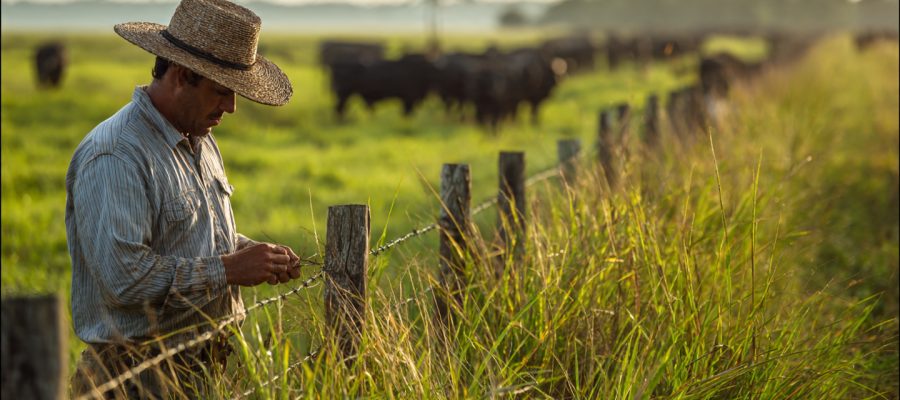 Sistema de Pastejo Ultradenso: O Que É, Como Funciona e Por Que Ele Pode Revolucionar Sua Pecuária