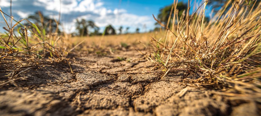Seu Pasto Está Degradando? Veja Como Recuperar e Dobrar a Rentabilidade da Sua Fazenda