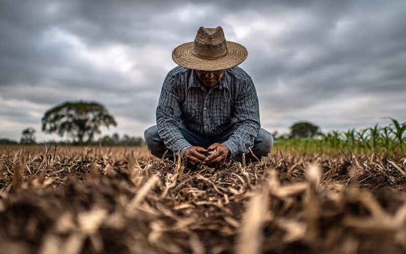 Cobertura de Solo: Como Aumentar a Matéria Orgânica e Transformar a Fertilidade do Seu Solo