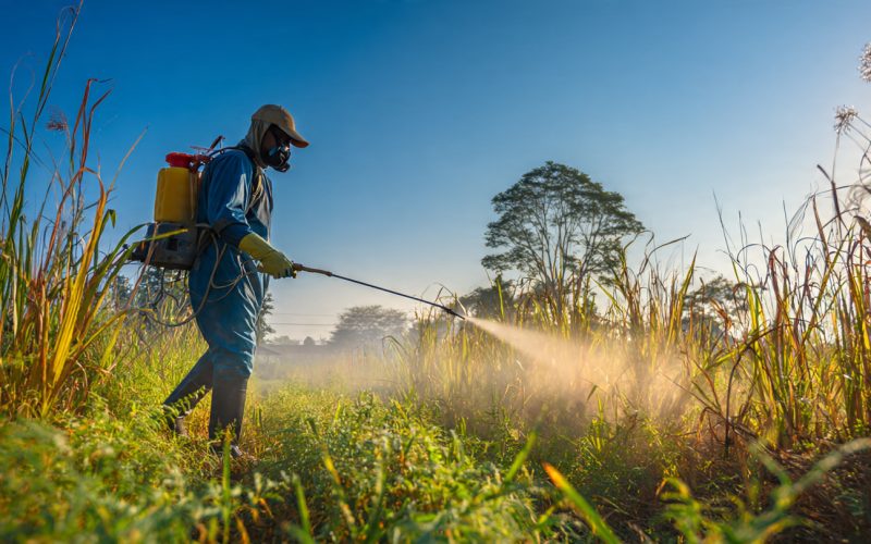 Mata-Mato Caseiro Elimina em Até 3 Horas? Veja a Receita Completa, Quantidades e Como Aplicar Correto