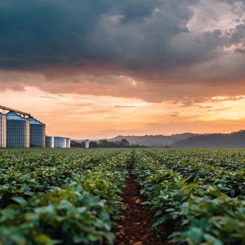 Mercado da Soja no Brasil: Por Que Chicago Sobe e o Produtor Brasileiro Não Sente no Bolso?
