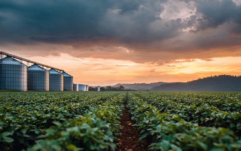 Mercado da Soja no Brasil: Por Que Chicago Sobe e o Produtor Brasileiro Não Sente no Bolso?
