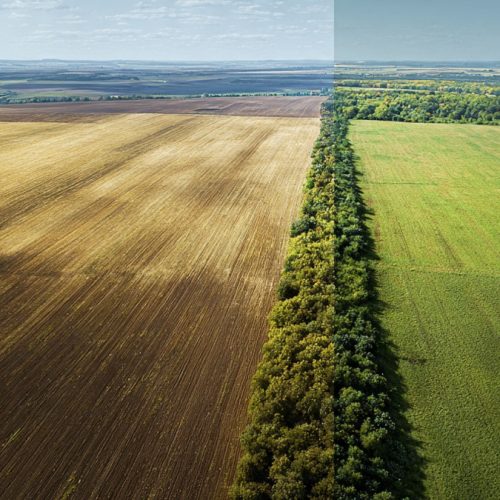 Integração Lavoura-Pecuária: mais lucro com a mesma terra