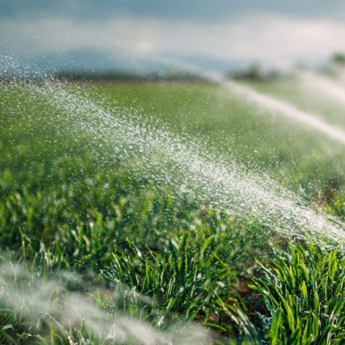 Irrigação ou Sequeiro? O Erro que Pode Custar Milhares por Hectare