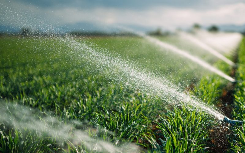 Irrigação ou Sequeiro? O Erro que Pode Custar Milhares por Hectare