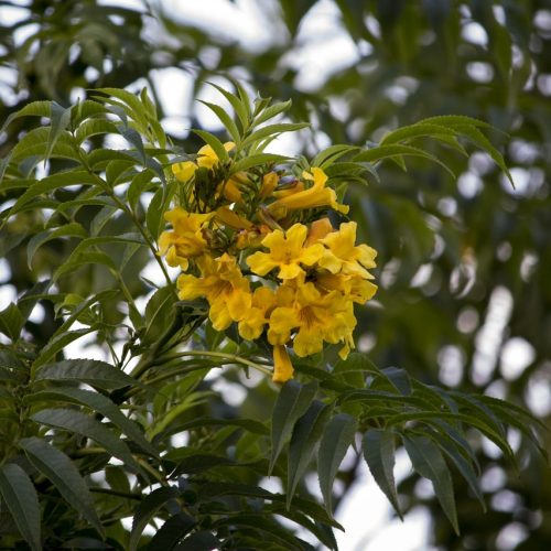 Pau-Brasil: A Primeira Riqueza do Brasil e o Marco Inicial da Colonização.